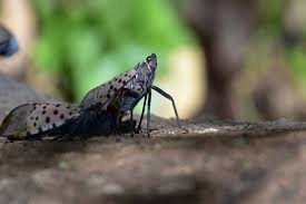 Add the recommended amount of golden pest spray oil. New Organic Control For Invasive Spotted Lanternfly Growing Produce