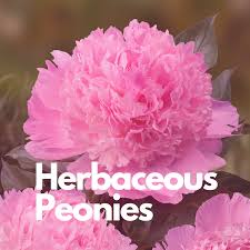 We did not find results for: Our Peonies Primrose Hall Peonies