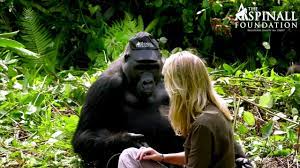 Maybe you would like to learn more about one of these? Heart Warming Moment Damian Aspinall S Wife Victoria Is Accepted By Wild Gorillas Official Video Youtube