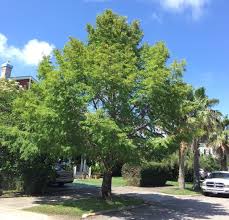 Check spelling or type a new query. Montezuma Bald Cypress Good Choice For This Area Guest Columns The Daily News