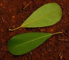 Image result for Mimusops afra