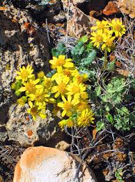 With this mild climate comes a variety of colorful flowers that brighten the arizona the sweet acacia (acacia farnesiana) has yellow flowers that resemble small puffballs. Arizona Desert Flowers Photograph By Ilia