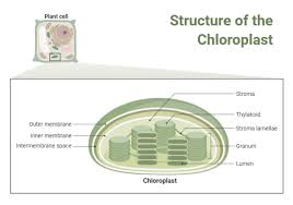 We did not find results for: Mitochondria Structure Plant Cell