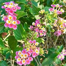 Image result for Lantana camara