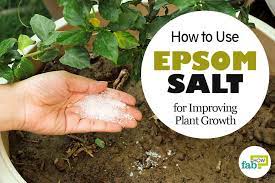 Using epsom salt in the garden has been a secret for many gardeners. How To Use Epsom Salt In Garden For Improving Plant Growth Fab How