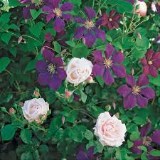 Check spelling or type a new query. Dawn And Dusk Rose Clematis Collection White Flower Farm