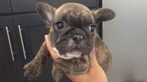 Favorite this post jul 29 Black Brindle Bluehaven French Bulldogsbluehaven French Bulldogs