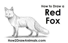 The faroe islands and the waterfall. How To Draw A Fox Red Fox