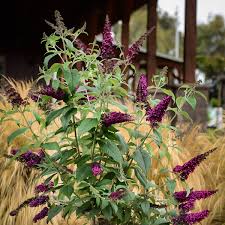 Beetles emerge from the soil or lawn at the end of june or early july and proceed to eat butterfly bush leaves and/or flowers. Cranrazz Butterfly Bushes For Sale Online The Tree Center