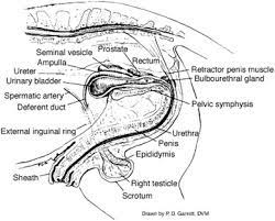 Horse Breeding Basics Horses