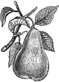 Fruit trees are great nitrogen feeders and is the pruning your fruit trees: Pear Clipart Etc
