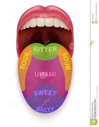 realistic tongue with basic taste areas tasting map in