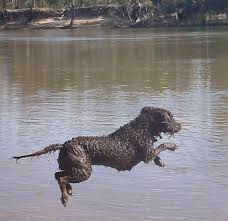 Image result for curly coated retrívr