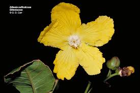 Image result for Dilleniaceae