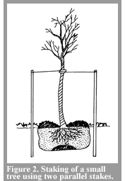 Staking an apple tree will help the tree develop fruit and provides additional stability for a young tree or a tree that's been replanted. Why You Should Avoid Staking Trees Root Simple