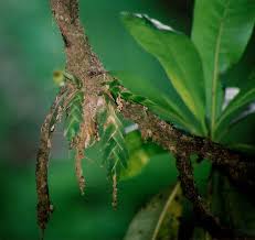 Image result for Oberonia disticha