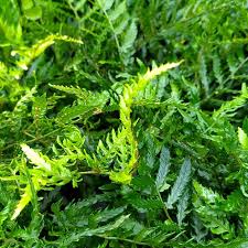 Image result for Dryopteris antarctica