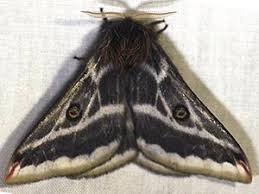 Image result for Dicoma arenaria