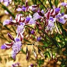 Image result for Polygala xanthina