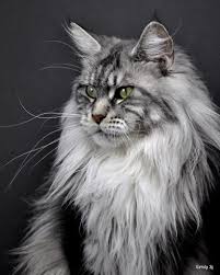 Black And White Maine Coon Cats For Sale Pin On Adorable Animals 3