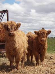 Scottish Highland Cattle Pets For Sale Miniature Highland Cattle Highland Cattle
