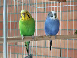 Claims to the contrary represent a relatively recent change in understanding that began to take root in the latter half of the 20th century. Bird Sniffers Club