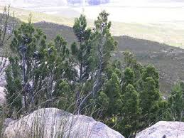 Image result for Widdringtonia whytei