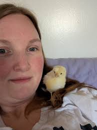 Chick separated from others, possibly dying, what to do?