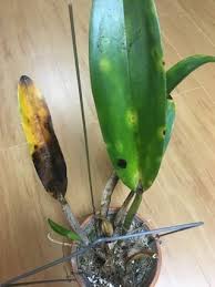 カトレアについて質問です 先月 カイガラムシが発生していたので殺虫 Yahoo 知恵袋
