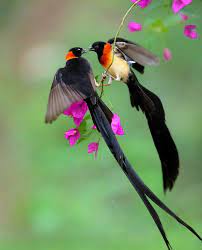 pin by hildegard fuhrmann on birds beautiful birds pet birds pretty birds