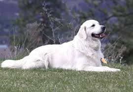 Welcome to lavender farm golden retrievers we are located in elk, wa which is just north of spokane, wa and to the east of deer park, wa. English Cream Golden Retriever Puppies Female Puppy Puppies Golden Retriever Puppies English Cream Golden Retriever Puppy English Golden Retrievers Puppies