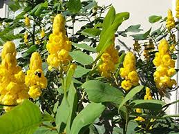 Image result for Acacia alata