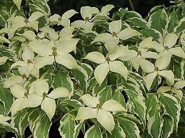 'wolf eyes' is a particularly popular cultivar of the chinese dogwood (cornus kousa). Cornus Kousa Wolf Eyes
