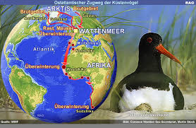 Voraussetzungen für ein föj im ausland sind: Raonline Edu Kusten Europas Norddeutsches Kustenland Wattenmeer Drehscheibe Des Vogelzugs