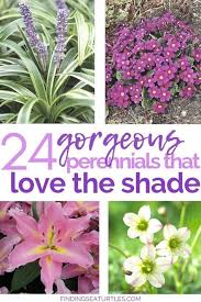 They grow best in zones also known as solomon's seal, this is another perennial that loves the shade. 24 Spectacular Shade Garden Perennials Shade Garden Plants Perennial Garden Plans Best Plants For Shade