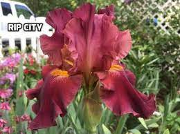 Iris Photo Gallery N Z Iris Flowers Beautiful Flowers Jubilee Gardens