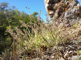 Image result for Tragus racemosus