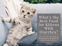 Mix with his or her water, or give with a dropper. What Is The Best Kitten Food For Diarrhea Pethelpful