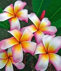 Baldur garten bewertungen & erfahrungen (103). Plumeria Rainbow Star Von Baldur Garten Auf Blumen De Kaufen