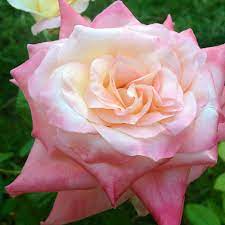 Elegant Lady Hybrid Tea Rose Hybrid Tea Roses Rose Flower Wallpaper Beautiful Rose Flowers