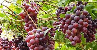 Jangan remehkan manfaat kunyit untuk kesahatan, sahabat 99. Tips Menanam Anggur Dalam Pot Persiapan Stek Hingga Perawatan Buah