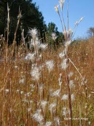 Image result for Andropogon eucomus