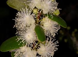 Image result for Eugenia malangensis