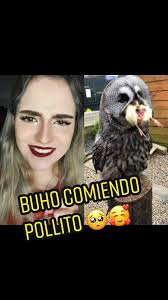 Como Se Llama El Ave Que Se Come Los Pollitos