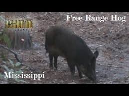 Texas offers feral hog hunting from east to west, north to south. Bow Hunted Free Range Hog In Ms See How We Hunt Wild Hogs With Bow Arrow Youtube