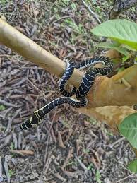 Raja ular perlis, muhammad hafiz alias, 26, bermain dengan ular jenis tedung selar di tempat kerjanya di taman ular dan reptilia batu pahat, sebelum diserang reptilia itu petang semalam. Apm Daerah Sik Kenali Bahaya Anak Tedung Selar Hari Facebook
