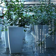 楽天市場 こぶみかん バイマックルー 7号鉢植え 苗木部 ｂｙ 花ひろばオンライン