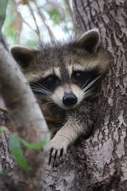 We did not find results for: Gray Black Raccoon Tree Trunk Daytime Baby Cute Wildlife Animal Inquisitive Pxfuel