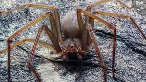 Une Nouvelle Espece D Araignee Venimeuse Decouverte Au Mexique La Meilleure Facon De L Eloigner