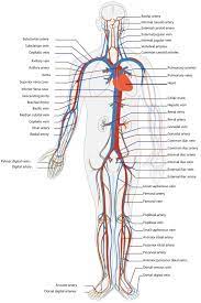 We did not find results for: Circulatory Systems In Animals Transport Systems In Animals Siyavula